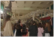 Visitas Guiadas a Museos